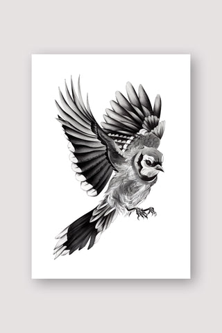 Blue Jay Print