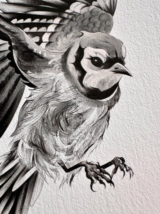 Blue Jay Print